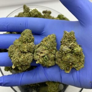 Blueberry Muffin Strain