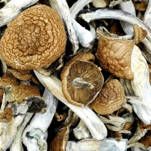 Cubensis Mushroom