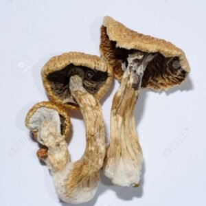 Magic Mushrooms