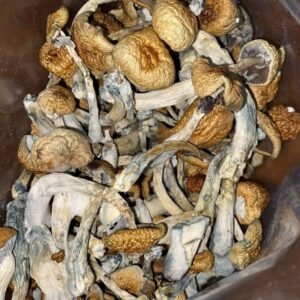 Magic Mushrooms