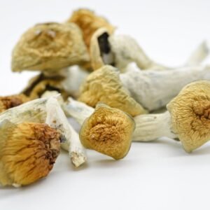 Penis Envy Mushrooms