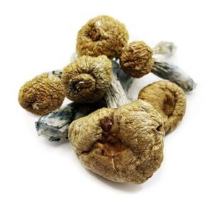 Penis Envy Mushrooms
