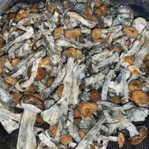 Golden Teachers Mushroom
