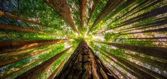 We don’t talk about trees getting older, we say they are growing. Let’s use the same language for ourselves.