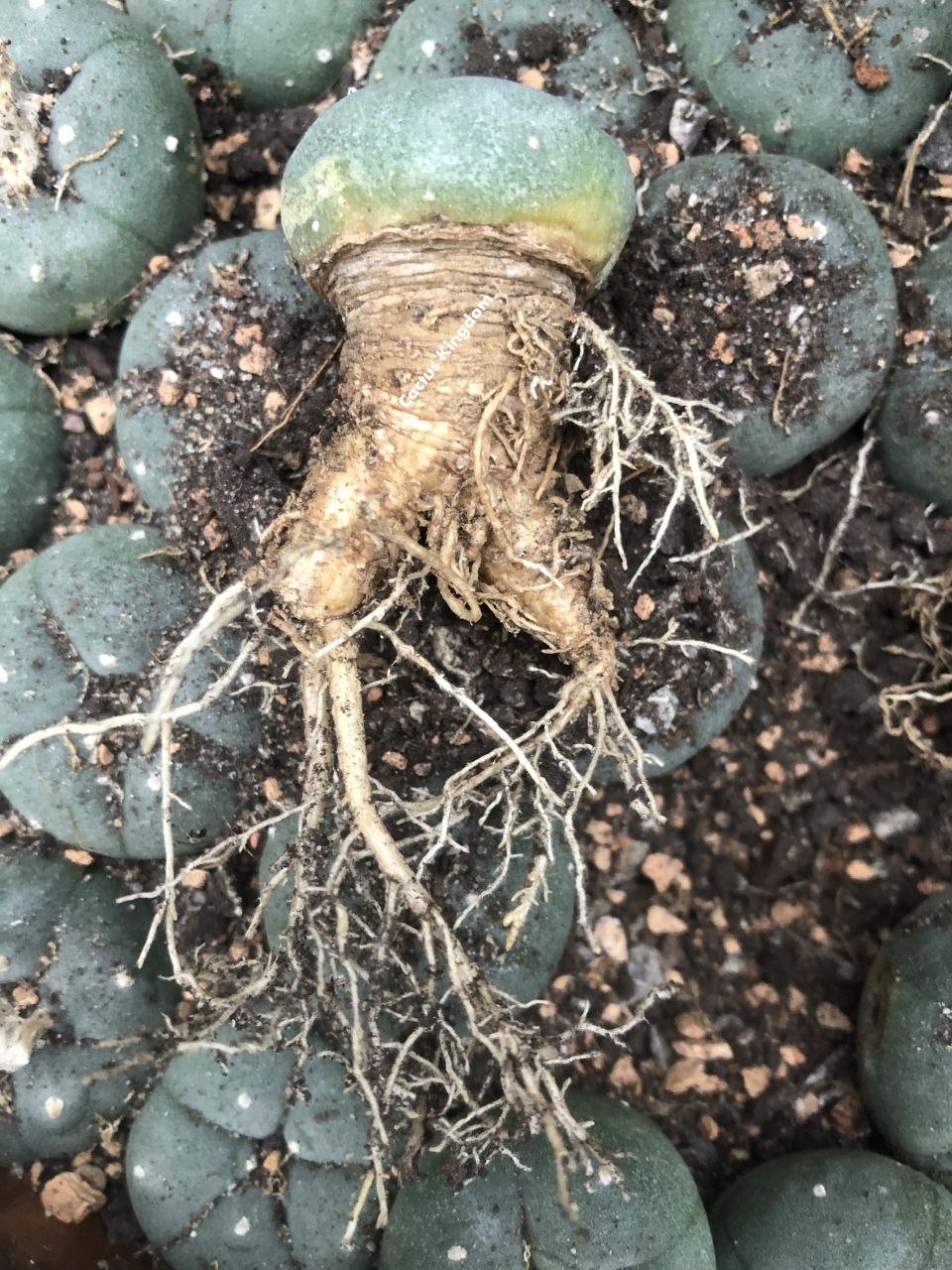 Mescaline Peyote cactus